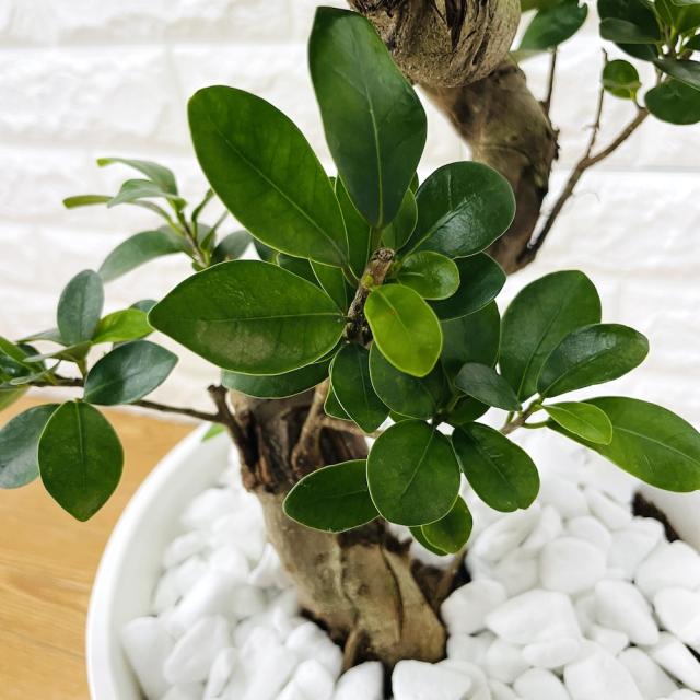 ガジュマル 曲がり 8号鉢 登り樹 観葉植物 多幸の木 幸福をもたらす