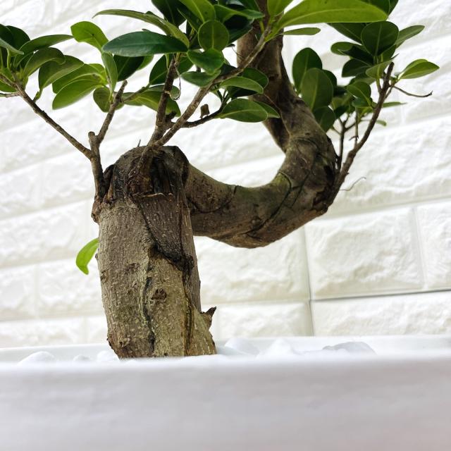 ガジュマル 曲がり 8号鉢 登り樹 観葉植物 多幸の木 幸福をもたらす
