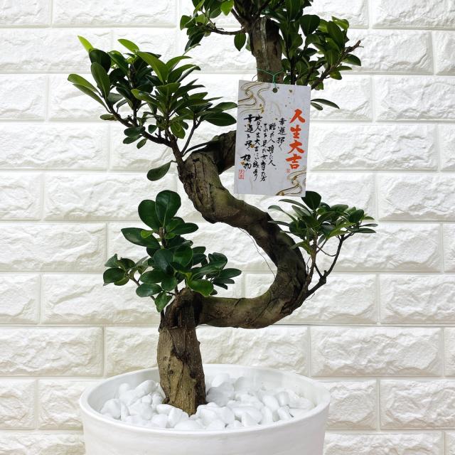 ガジュマル 曲がり 8号鉢 登り樹 観葉植物 多幸の木 幸福をもたらす