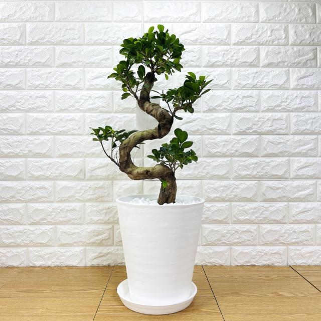 ガジュマル 曲がり 8号鉢 登り樹 観葉植物 多幸の木 幸福をもたらす