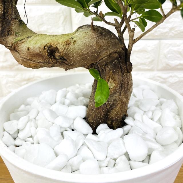 ガジュマル 曲がり 8号鉢 登り樹 観葉植物 多幸の木 幸福をもたらす