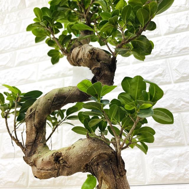 ガジュマル 曲がり 8号鉢 登り樹 観葉植物 多幸の木 幸福をもたらす