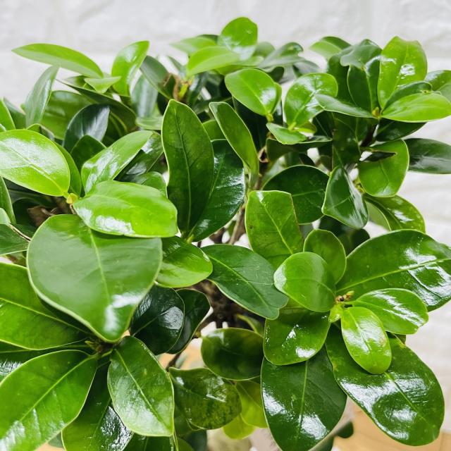 ［現品］【希少】28番　ガジュマル　曲がり　接木　8号　観葉植物　室内　多幸の木 ガジュマル 曲がり 8号鉢 登り樹 観葉植物 多幸の木 幸福をもたらす