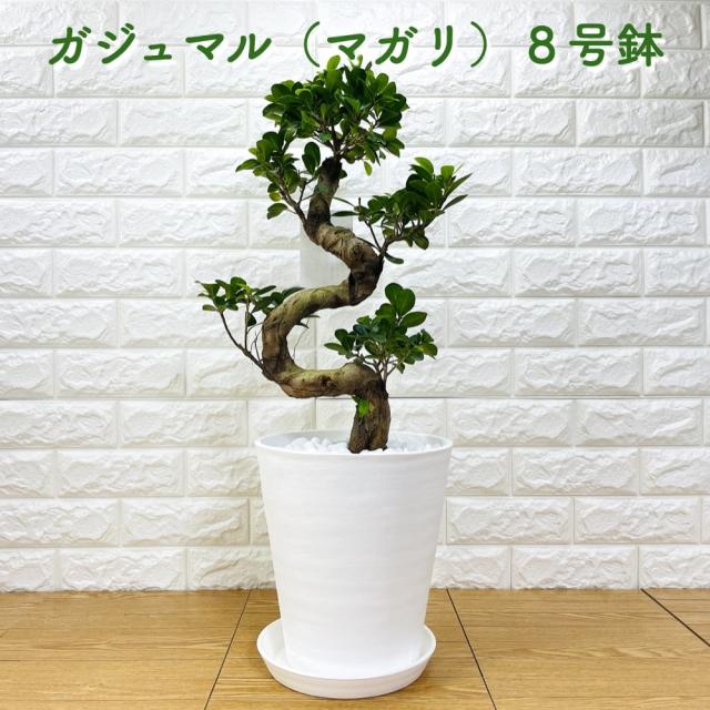ガジュマル 曲がり 8号鉢 登り樹 観葉植物 多幸の木 幸福をもたらす