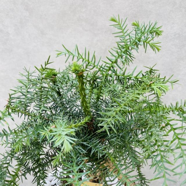 観葉植物 黄金昇り竜 シマナンヨウスギ アローカリア 8号鉢 盆栽