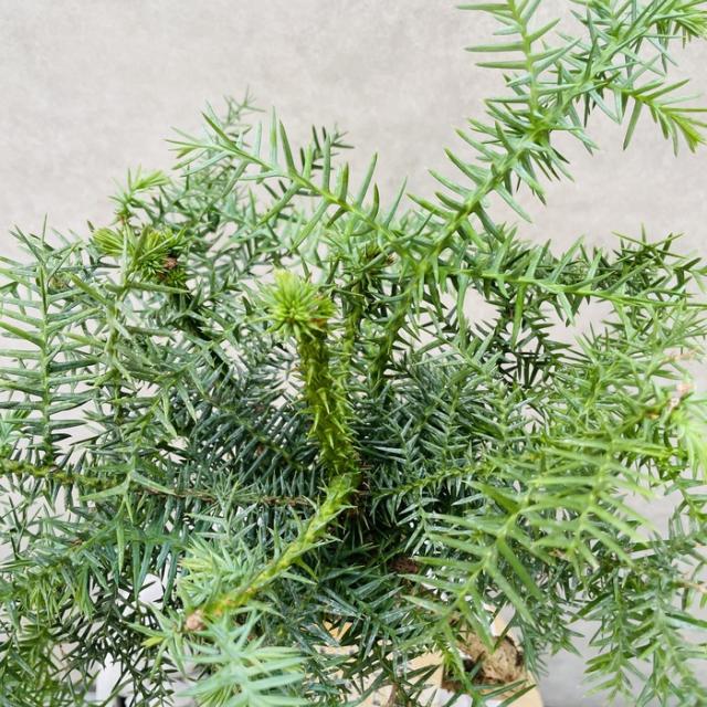 特良！アローカリア シマナンヨウスギ盆栽仕立て 観葉植物 シンボルツリー 特良！アローカリア シマナンヨウスギ盆栽仕立て 観葉植物