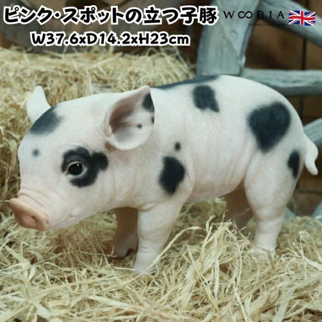 置物 ピンク・スポットの立つ子豚 ブタグッズ 横幅37.6cm woobia ウービア 大きい かわいい おしゃれ ガーデン インテリア オブジェ 可愛い プレゼント 北欧 玄関 雑貨 動物 モダン 面白い 庭 ギフト 屋外 家 リアル 玄関先 ガーデンオーナメント