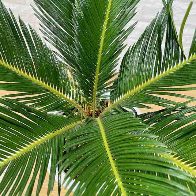 ソテツ 蘇鉄 8号鉢 庭木 記念樹 シンボルツリー 観葉植物 風水 地植え プランター 鉢植え 南国 苗 プレゼントギフト 新築祝い  開店祝いの通販はau PAY マーケット - ミドリス | au PAY マーケット－通販サイト