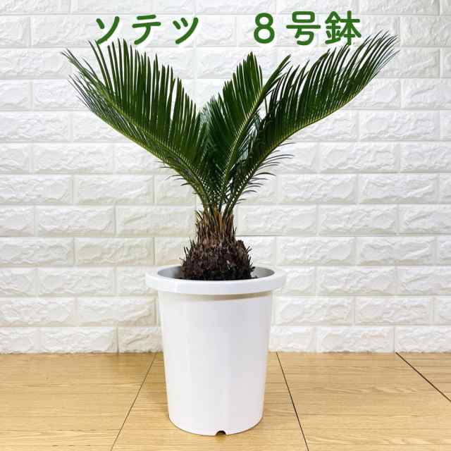 ソテツ 蘇鉄 8号鉢 庭木 記念樹 シンボルツリー 観葉植物 風水 地植え プランター 鉢植え 南国 苗 プレゼントギフト 新築祝い  開店祝いの通販はau PAY マーケット - ミドリス | au PAY マーケット－通販サイト