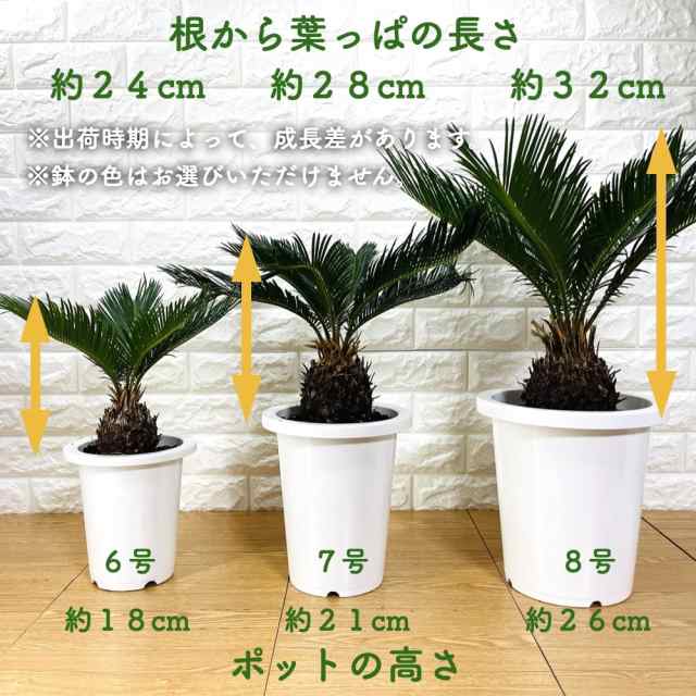 ソテツ 蘇鉄 8号鉢 庭木 記念樹 シンボルツリー 観葉植物 風水 地植え プランター 鉢植え 南国 苗 プレゼントギフト 新築祝い  開店祝いの通販はau PAY マーケット - ミドリス | au PAY マーケット－通販サイト