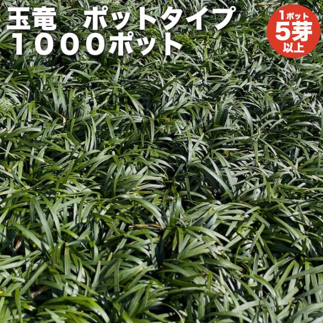タマリュウ（玉竜）ポットタイプ 1000ポット 約10から40平米