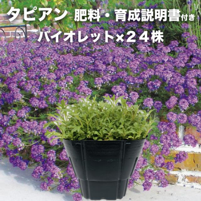 【レビュー特典あり】 タピアン バイオレット 24株 肥料付き 紫品種 9cmポット苗 3号 バーベナ属 サントリーフラワーズ グランドカバー 雑草対策
