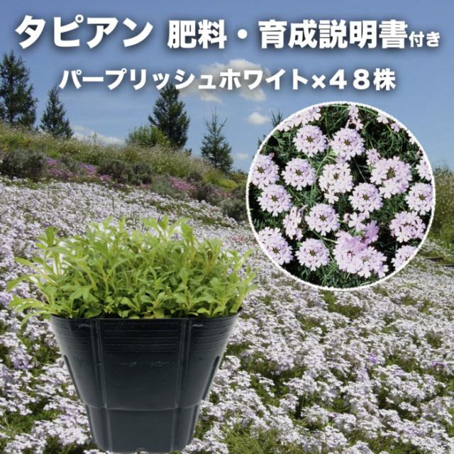 タピアン パープリッシュホワイト 48株 肥料付 白品種 9cmポット苗 3号 バーベナ属 サントリーフラワーズ グランドカバー 雑草対策