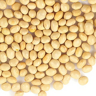 アメリカ産大豆　5kg×5〔チャック付〕 宅配便 送料無料 チャック付 大豆 インディアナ産 白目大豆 バラエティー大豆 雪の華 非遺伝子組換 乾燥豆 こわけや_1