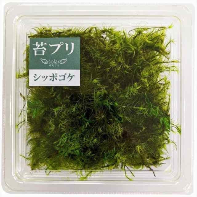 送料込み 苔プリ シッポゴケ 盆栽 苔プリ アラハゴケ 小分け プリザーブド 花材 コケ ジオラマ 花材 コケ ナチュラル 植物 の通販はau Pay マーケット ペンライトのポジティブエフェクト