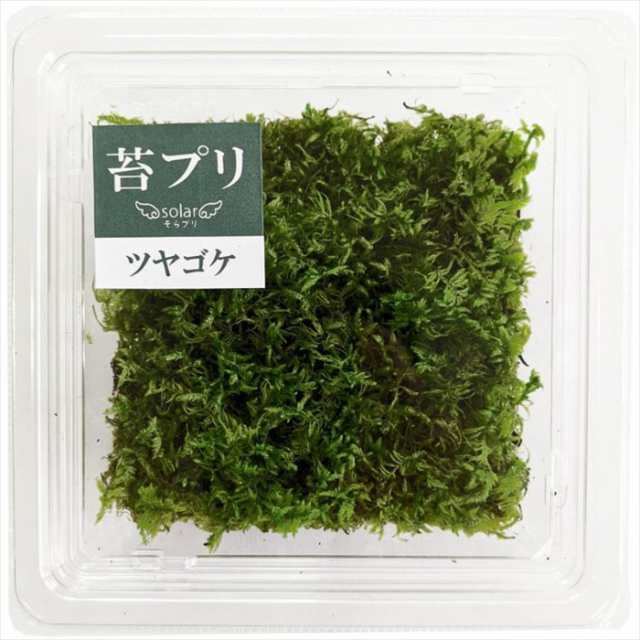 送料込み 苔プリ ツヤゴケ 盆栽 苔プリ アラハゴケ 小分け プリザーブド 花材 コケ ジオラマ 花材 コケ ナチュラル 植物 の通販はau Pay マーケット ペンライトのポジティブエフェクト