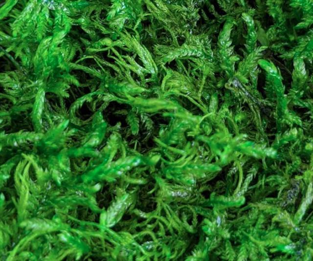 送料込み 苔プリ ツヤゴケ 盆栽 苔プリ アラハゴケ 小分け プリザーブド 花材 コケ ジオラマ 花材 コケ ナチュラル 植物 の通販はau Pay マーケット ペンライトのポジティブエフェクト