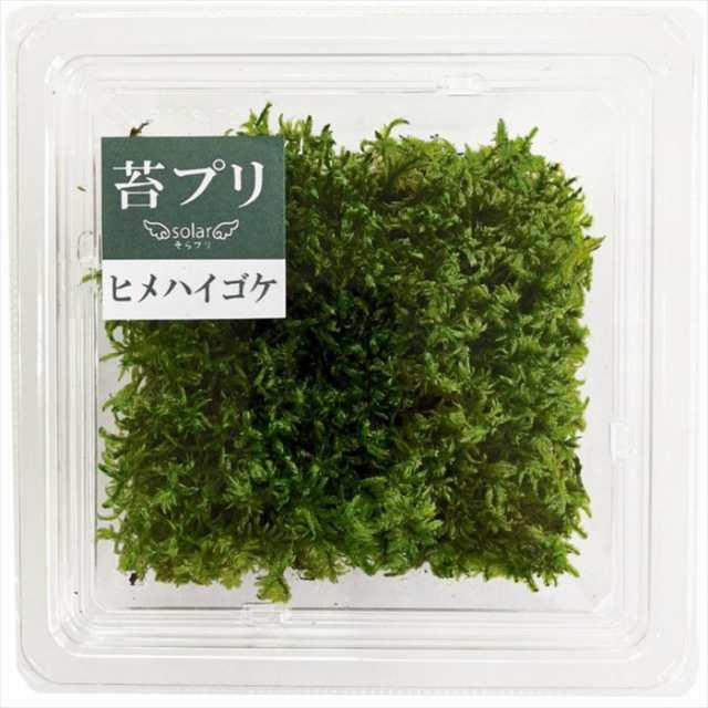 送料込み 苔プリ ヒメハイゴケ 盆栽 苔プリ アラハゴケ 小分け プリザーブド 花材 コケ ジオラマ 花材 コケ ナチュラル 植物 の通販はau Pay マーケット ペンライトのポジティブエフェクト