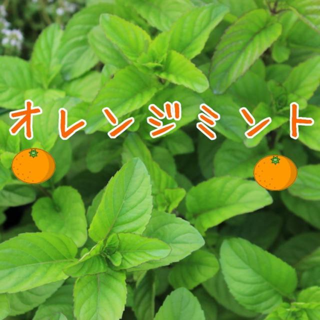 ハーブ オレンジミント 苗 9センチポット 3号の通販はau Pay マーケット ここなぎ