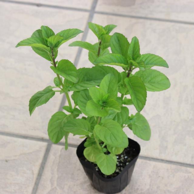 ハーブ 苗 レモンミント 3号ポット苗 お待たせ