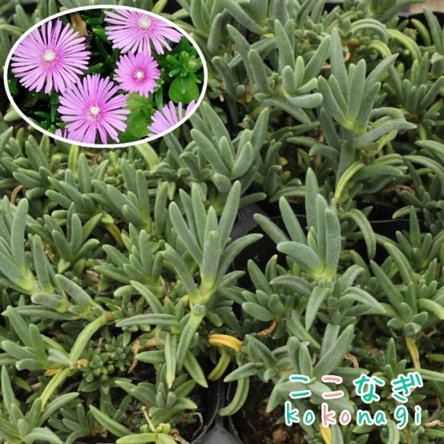 耐寒性マツバギク 苗 9センチポット 松葉菊 まつばぎくの通販はau Pay マーケット ここなぎ