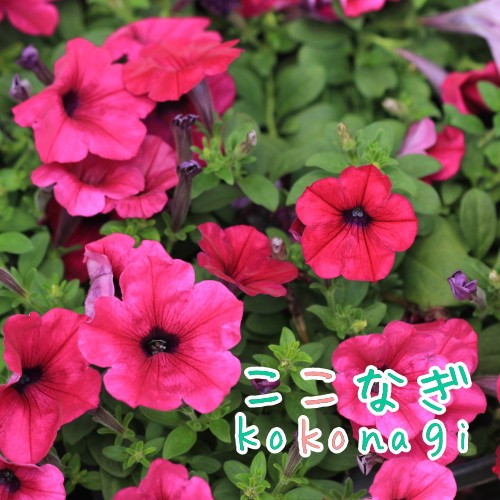 ペチュニア 下垂性 ウェーブ パープル 苗 9センチポット 3号の通販はau Pay マーケット ここなぎ ペチュニア 下垂性 ウェーブ パープル 苗 9センチポット 3号の通販はau Pay マーケット ここなぎ