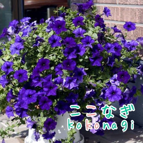 ペチュニア 下垂性 ウェーブ ブルー 苗 9センチポット 3号の通販はau Pay マーケット ここなぎ ペチュニア 下垂性 ウェーブ ブルー 苗 9センチポット 3号の通販はau Pay マーケット ここなぎ