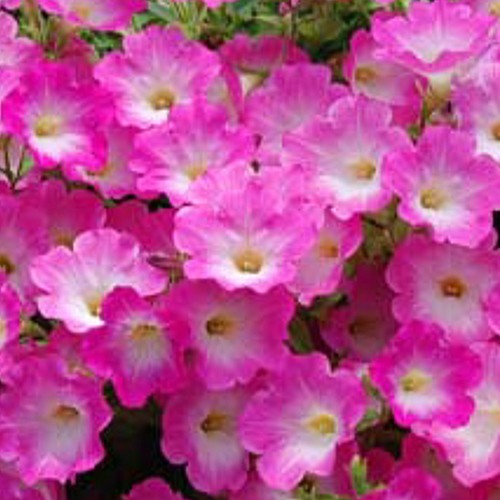 ペチュニア 下垂性 ウェーブ ピンクモーン 苗 9センチポット 3号の通販はau Pay マーケット ここなぎ ペチュニア 下垂性 ウェーブ ピンクモーン 苗 9センチポット 3号の通販はau Pay マーケット ここなぎ