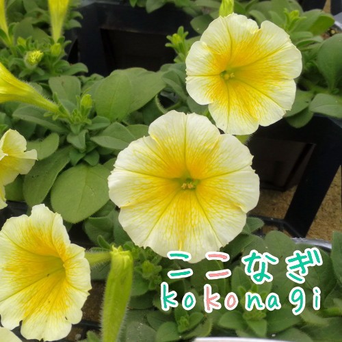 ペチュニア 下垂性 ウェーブ イエロー 苗 9センチポット 3号の通販はau Pay マーケット ここなぎ ペチュニア 下垂性 ウェーブ イエロー 苗 9センチポット 3号の通販はau Pay マーケット ここなぎ