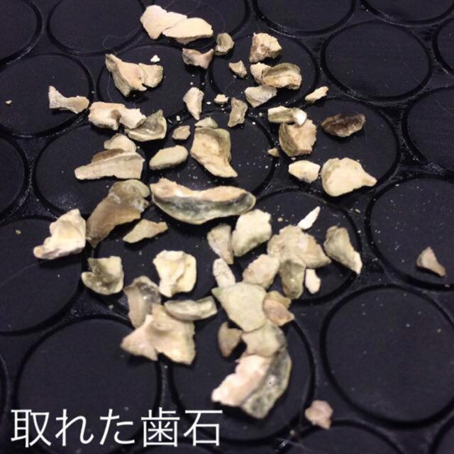 犬 歯石除去 マジックゼオ プロ 360度歯ブラシ 送料無料 犬 猫 歯磨き ペット 歯みがき粉 ペースト 歯ブラシ 玩具 歯石取り 器具 歯周の通販はau Pay マーケット 犬用品abcdog マジックゼオ専門店