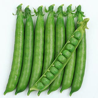 つるなしグリーンピース 苗 グリッピー 12本セット予約販売の通販はau Pay マーケット 菜園くらぶ