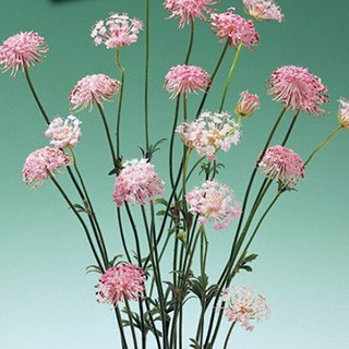 ディディスカス 種 チェリー ピンクレース 小袋 ディディスカスの種 の通販はau Pay マーケット 菜園くらぶ