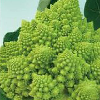カリフラワーの種 ロマネスコ ダ ヴィンチ 小袋 約50粒の通販はau Pay マーケット 菜園くらぶ