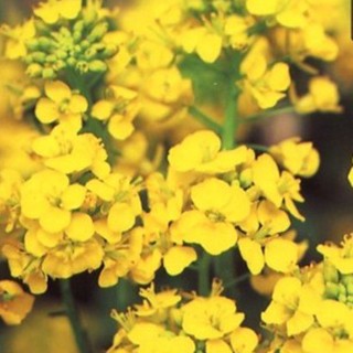 菜の花 はなな 種 寒咲系 混合 実咲小袋 菜の花 はなな の種 の通販はau Pay マーケット 菜園くらぶ 菜の花 はなな 種 寒咲系 混合 実咲小袋 菜の花 はなな の種 の通販はau Pay マーケット 菜園くらぶ