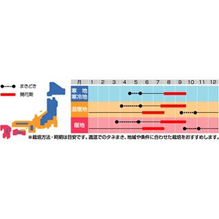 アスターの種 マイクロアスター ステラ レッド 実咲小袋の通販はau Pay マーケット 菜園くらぶ