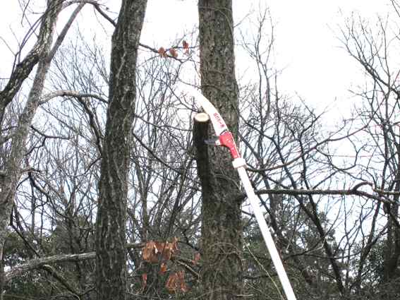 △ニシガキ 枝打ち一発4M 5段階伸縮N-761 枝打ち鋸 植木果樹剪定の通販はau PAY マーケット - ハーティ・エクスプレス | au PAY  マーケット－通販サイト