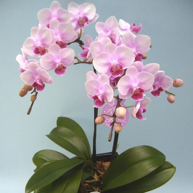 ミディ胡蝶蘭 ピンク赤系 ５号鉢 ２本立ち 蘭 花鉢 洋蘭 開店 オープン 新築祝い 結婚祝い 昇進祝い お供え お祝い コチョウラン この通販はau Pay マーケット エレガントフラワー