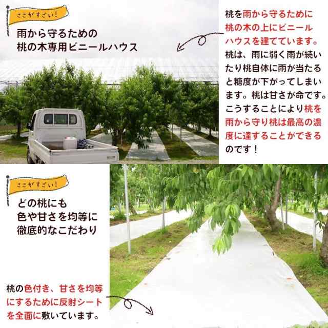 桃 福島 お中元 ギフト 贈答用 献上桃級 うまい 訳あり 極甘完熟桃 2キロ×2箱セット【1箱あたり6~9個】 最高糖度18度 まとめ買いの通販はau PAY マーケット - ファームフローラル 桃 福島 お中元 ギフト 贈答用 献上桃級 うまい 訳あり 極甘完熟桃 2キロ×2箱セット【1箱あたり6~9個】 最高糖度18度 まとめ買いの通販はau PAY マーケット - ファームフローラル