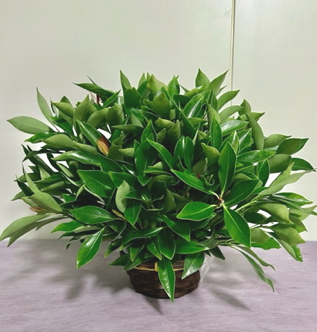 しきみ アレンジメント Mサイズ 生花 おしきみ おしきび シキミ シキビ 樒 お供え お悔やみ 仏壇 枝物 の通販はau Pay マーケット ファームフローラル