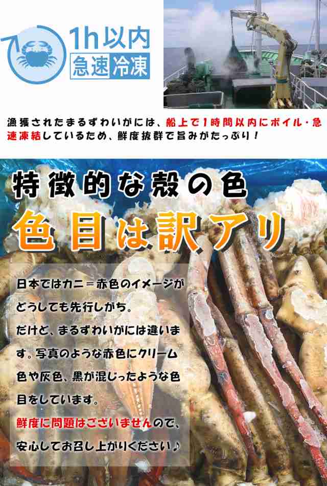 かに カニ 蟹 まるずわいがに 総重量1.25kg（正味重量1kg） 訳有り マルズワイガニ 丸ズワイガニ ボイル 訳あり セクション 鍋 焼き  1人｜au PAY マーケット