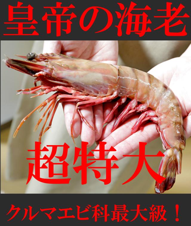 超特大 皇帝の海老 天然シータイガー 約27cm 1尾の通販はau Pay マーケット やきそば王国