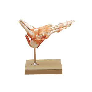 ☆足関節機能模型(SR-307) ドイツ・ソムソ社(送料無料)の通販は