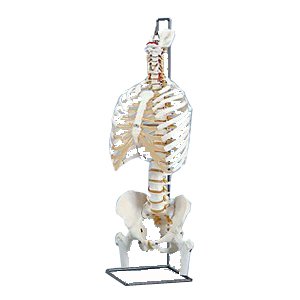 胸骨付脊椎骨盤模型(SR-313) ドイツ・3B社製(送料無料)の通販は