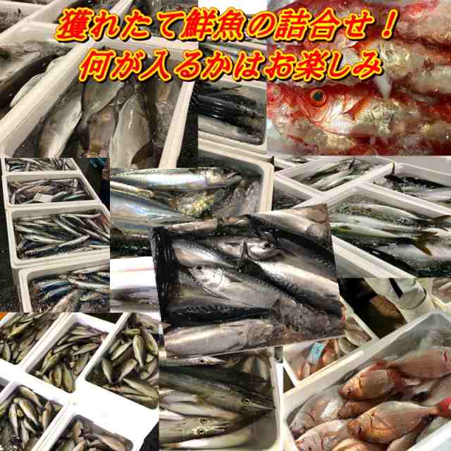 小田原 朝獲れ 鮮魚ボックス 3kg 【その日に水揚げされた鮮魚の詰合せ】早朝、競り落とした魚を詰め込んで即日配送いたします【冷蔵便】の通販はau  PAY マーケット - うまいもの市場