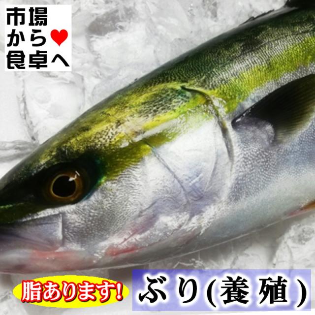 ぶり (養殖) ハマチ1本5kg前後【脂あります・刺身用】刺身・しゃぶしゃぶ・寿司・煮付・照焼などでお使いいただけます【冷蔵便】の通販は