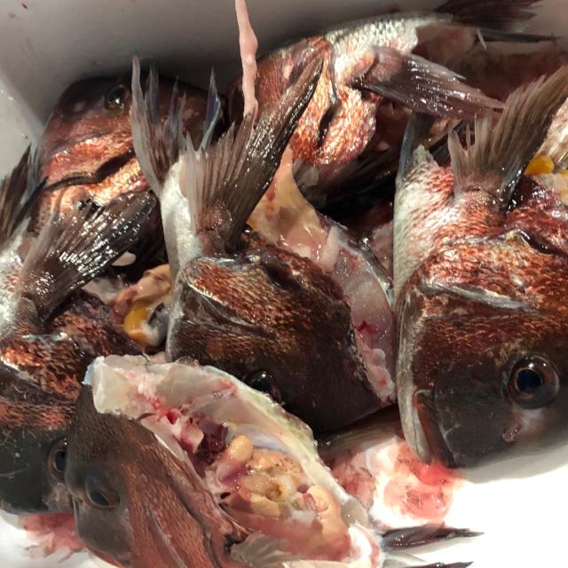 真鯛 の頭 5kg エラ ウロコなどは取り除いておりません 冷凍便 の通販はau Pay マーケット うまいもの市場