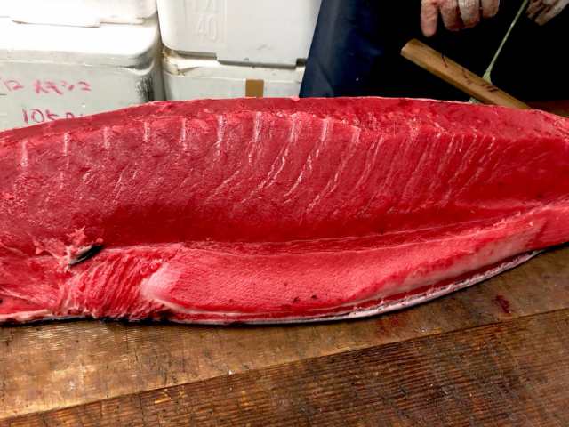 本まぐろ 脳天の身 1kg 希少部位 刺身 寿司 しゃぶしゃぶに 脂のってます 冷凍便 の通販はau Pay マーケット 有限会社うまいもの市場