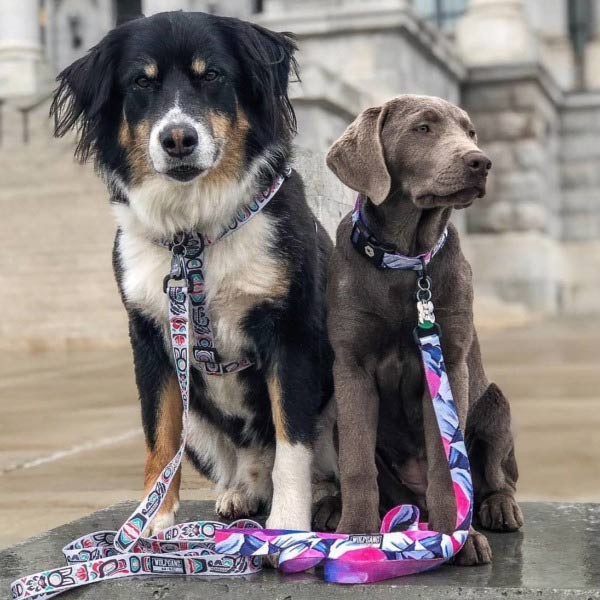 Pacificnorth Collar Mサイズ 首輪 Wolfgang ウルフギャング アメリカ 中型犬の通販はau Pay マーケット Hutte