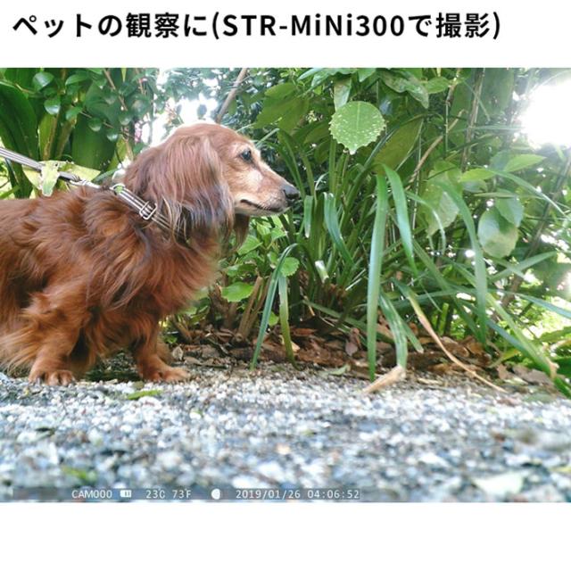 STR-MiNi800 | 4K録画赤外線搭載小型トレイルカメラ【防犯カメラ】【監視カメラ】【トレイルカメラ】【屋外対応】【サイトロン