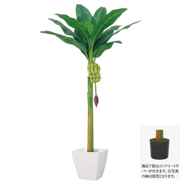 【フェイクグリーン 大型】バナナツリー L 房バナナ付 200cm 【人工観葉植物 観葉植物 造花 光触媒 CT触媒 インテリア】[G-L]の通販は